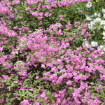 Rhododendron Favorite — photo 1