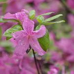 Rhododendron Favorite — photo 2