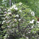 Rhododendron Finlandia — photo 2