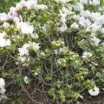 Rhododendron Finlandia — photo 4