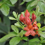 Rhododendron Firefly — photo 1