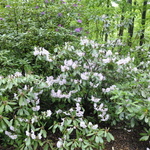 Rhododendron Fortunei — photo 2