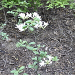 Rhododendron Fragrent Star — photo 2