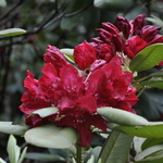 Rhododendron Francesca — photo 1