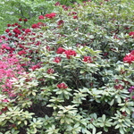 Rhododendron Francesca — photo 2