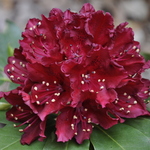 Rhododendron Girard Joshua — photo 1