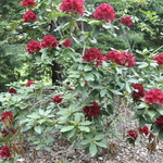 Rhododendron Girard Joshua — photo 2