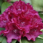 Rhododendron Girard Ruffled Red — photo 1