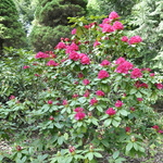 Rhododendron Girard Ruffled Red — photo 2