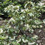 Rhododendron Golden Yellow — photo 2