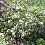 Rhododendron Goldsworth Yellow — photo 1
