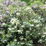 Rhododendron Goldsworth Yellow — photo 2
