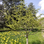 Malus 'Schmidtcutleaf'(GOLDEN RAINDROP) — photo 4