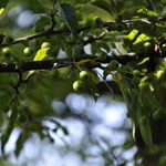 Malus 'Schmidtcutleaf'(GOLDEN RAINDROP) — photo 5