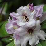Rhododendron Great Smokey — photo 1