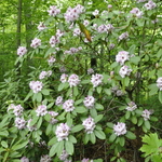 Rhododendron Great Smokey — photo 2