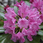 Rhododendron Haaga — photo 1