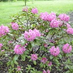 Rhododendron Haaga — photo 2