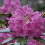 Rhododendron Haaga — photo 3