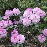 Rhododendron Hachmanns Feuerschein — photo 1