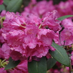 Rhododendron Hawaii — photo 1