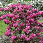 Rhododendron Hawaii — photo 2