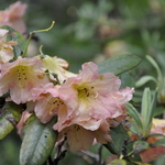 Rhododendron Hello Dolly — photo 1
