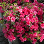 Azalea 'Kimberly's Double Pink' — photo 1