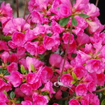 Azalea 'Kimberly's Double Pink' — photo 2