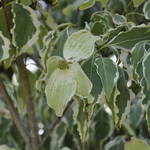 Samaritan Dogwood — photo 1