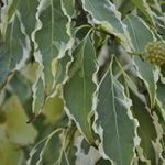Samaritan Dogwood — photo 2