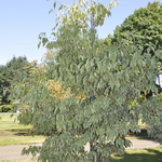 Samaritan Dogwood — photo 3