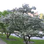 Malus Guinevere — photo 1