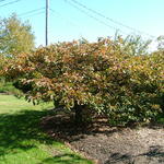 Malus Guinevere — photo 3