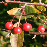 Malus Guinevere — photo 5