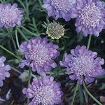 Scabiosa Columbaria 'Butterfly Blue' — photo 1