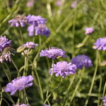 Scabiosa Columbaria 'Butterfly Blue' — photo 2
