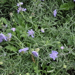 Scabiosa Columbaria 'Butterfly Blue' — photo 3
