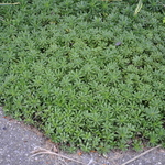 Sedum Kamtschaticum — photo 1