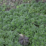 Sedum Kamtschaticum — photo 2