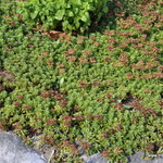 Sedum Kamtschaticum — photo 3