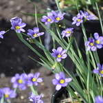 Sisyrinchium Angustifolium 'Lucerne' — photo 1