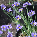 Sisyrinchium Angustifolium 'Lucerne' — photo 2