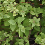 Spirea Candlelight — photo 2