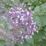Syringa Donald Wyman — photo 1