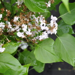 Syringa Evangeline — photo 1