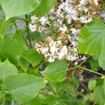 Syringa Evangeline — photo 2