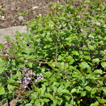 Syringa Boomerang Purple — photo 2