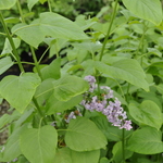Syringa Agincourt Beauty — photo 3