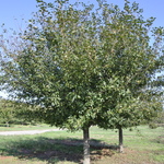 Malus 'Hargozam'(HARVEST GOLD®) — photo 1